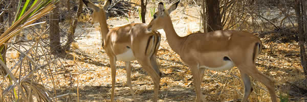 Thompsons Gazelle at Selous Park