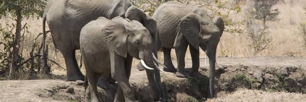Elephants in the Rufiji River