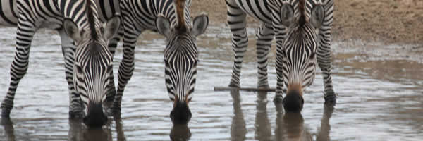 Zebra's Drink Water From River
