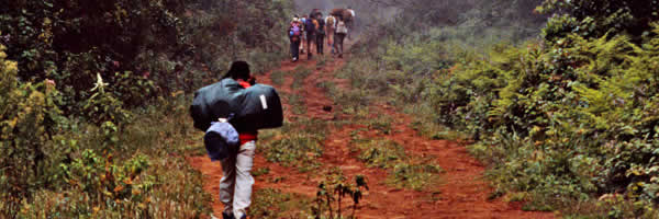 Trekking Mount Kilimajaro Through Forest Trail