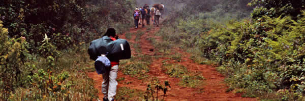 Trekking Mount Kilimajaro Through Forest Trail Trekking Mount Kilimajaro Through Forest Trail