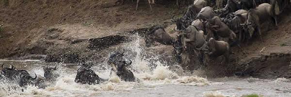 Wildebeest Crossing the Mara River Wildebeest Crossing the Mara River