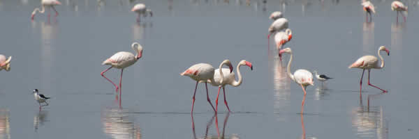 Flamingoes at Lake Nakuru National Park