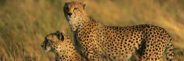 Cheetah's Scanning The Plains In The Mara Cheetah's Scanning The Plains In The Mara