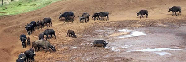 Herd of Buffalo at Aberdare National Park