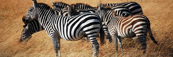 Zebras Huddle Together at Serengeti