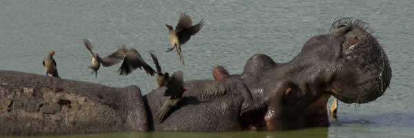A Hippopotamus at Lake Manyara