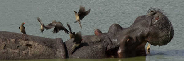A Hippopotamus at Lake Manyara A Hippopotamus at Lake Manyara