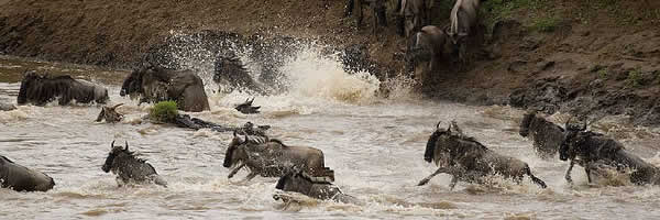 Wildebeest Crossing the Mara River